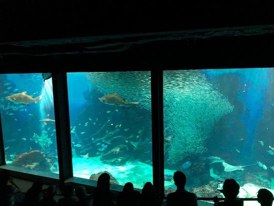 マリンワールド海の中道